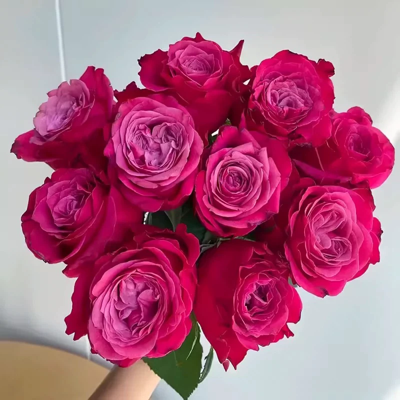 七加大苗《苏珊》 切花月季花苗盆栽阳台庭院多季开花植物玫瑰花苗