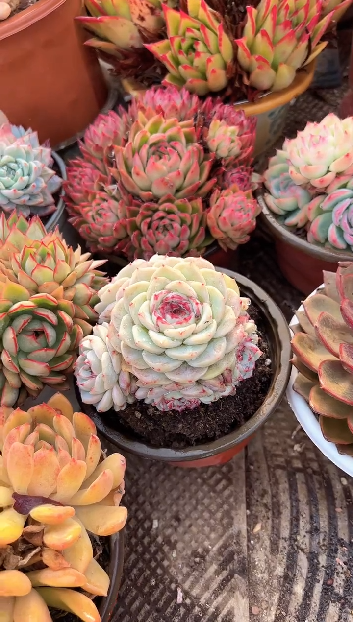 ?****己多肉植物一物一拍31392