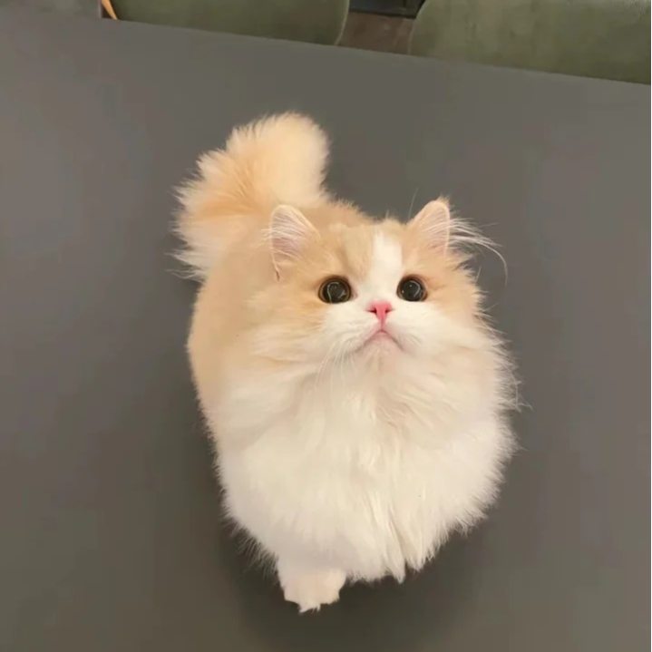 【小熙萌宠】活体猫咪一物一拍直播链接