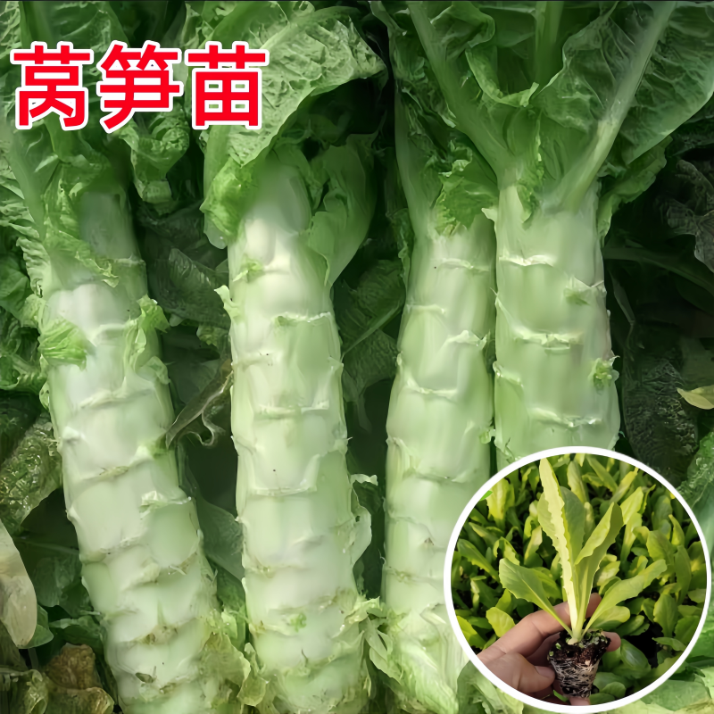 新鲜紫叶莴笋莴苣秧苗嫩脆薄皮绿心莴苣种苗小院阳台花盆自然种植