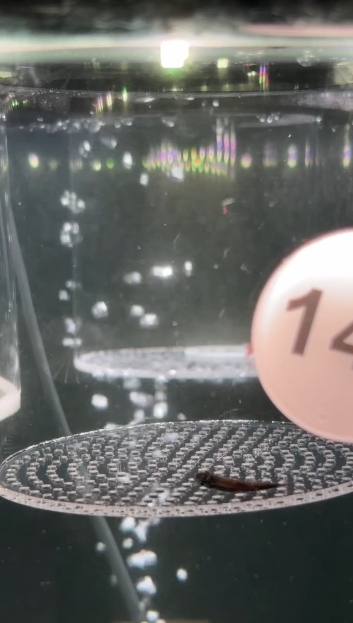 灯科鱼【145】白金钴蓝梦幻旗