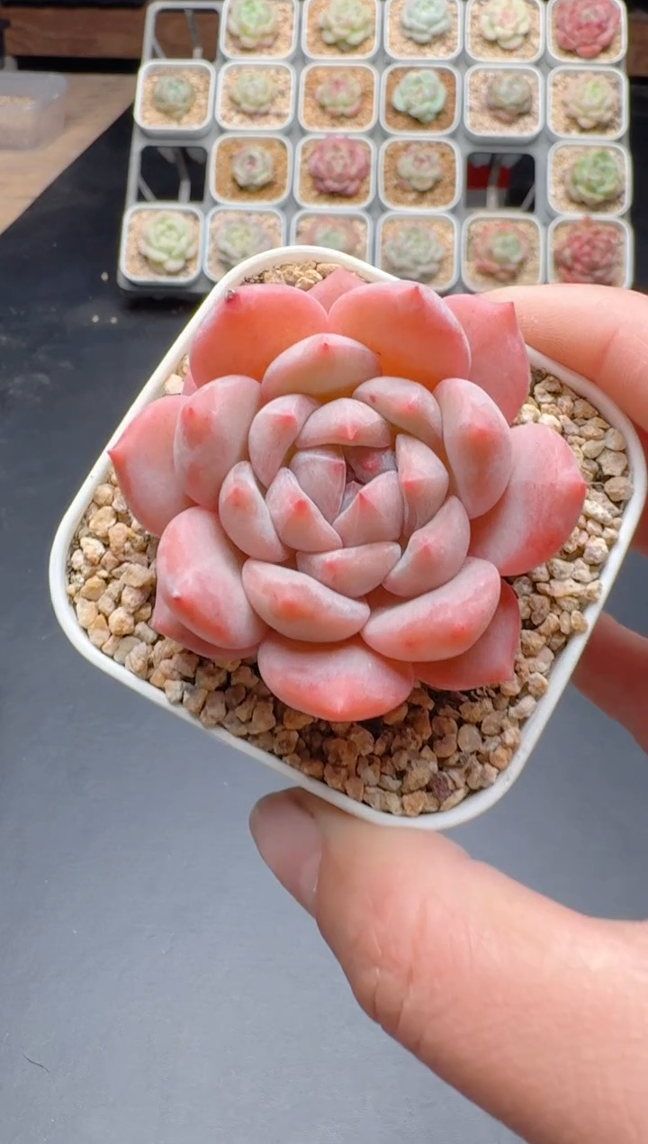 【闪购商品】744A多肉带盆土6.5杯当天拍3颗包柚