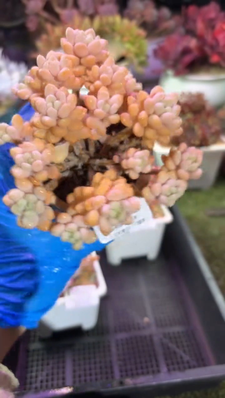 【闪购商品】16056