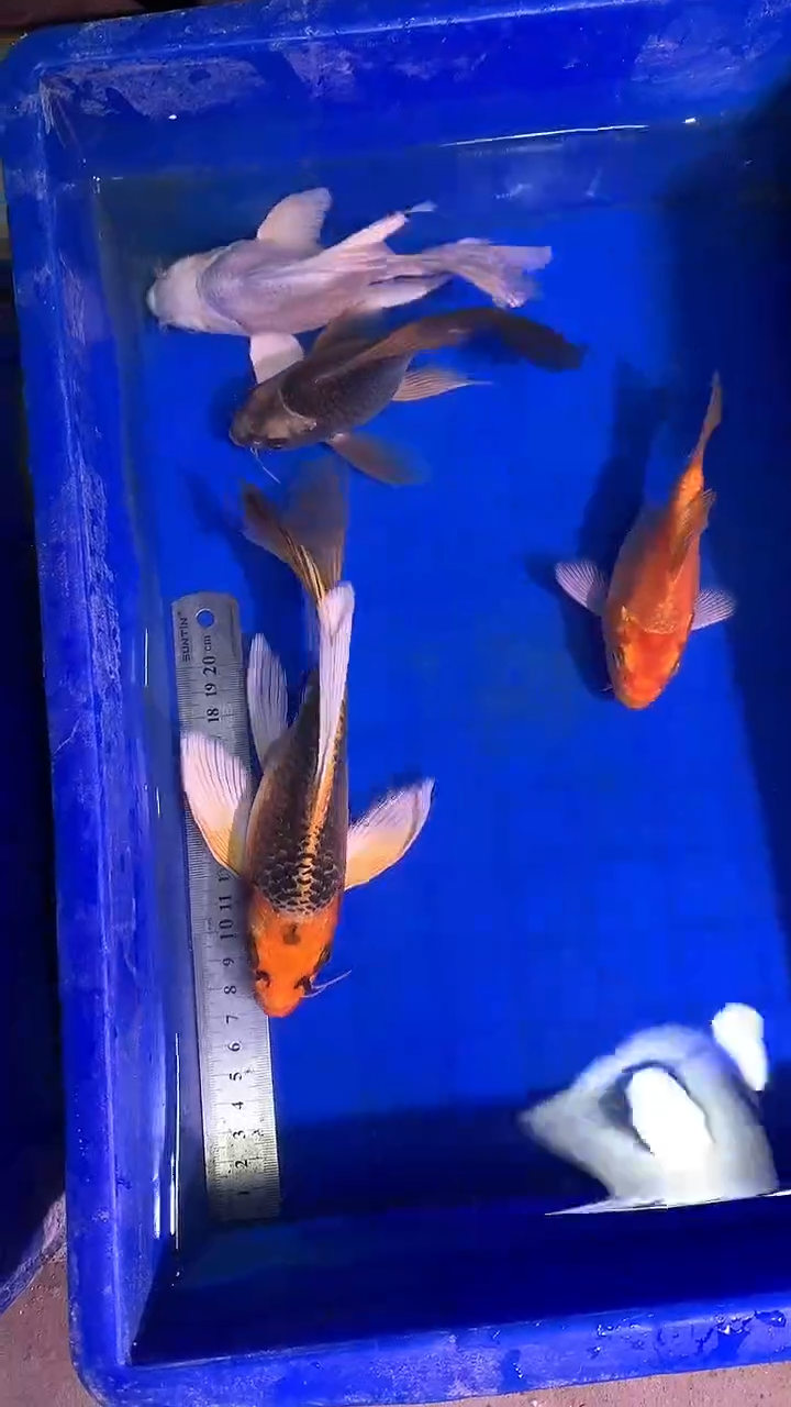 蝴蝶鲤鱼蝴蝶鲤直播选鱼专用链接 凭开箱视频售后