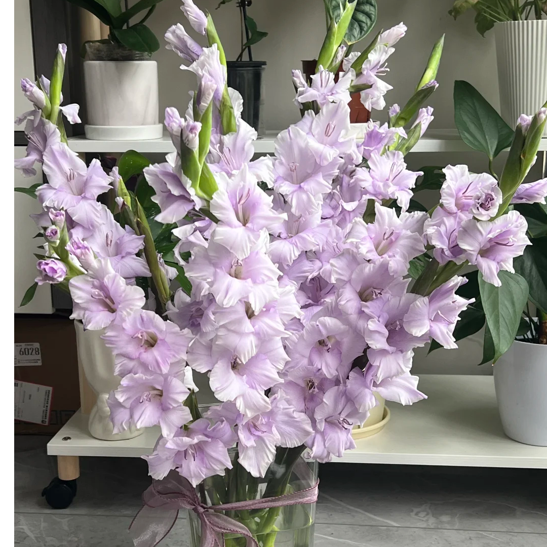 【香芋紫剑兰10支】云南鲜花 任意两件升级顺丰送货上