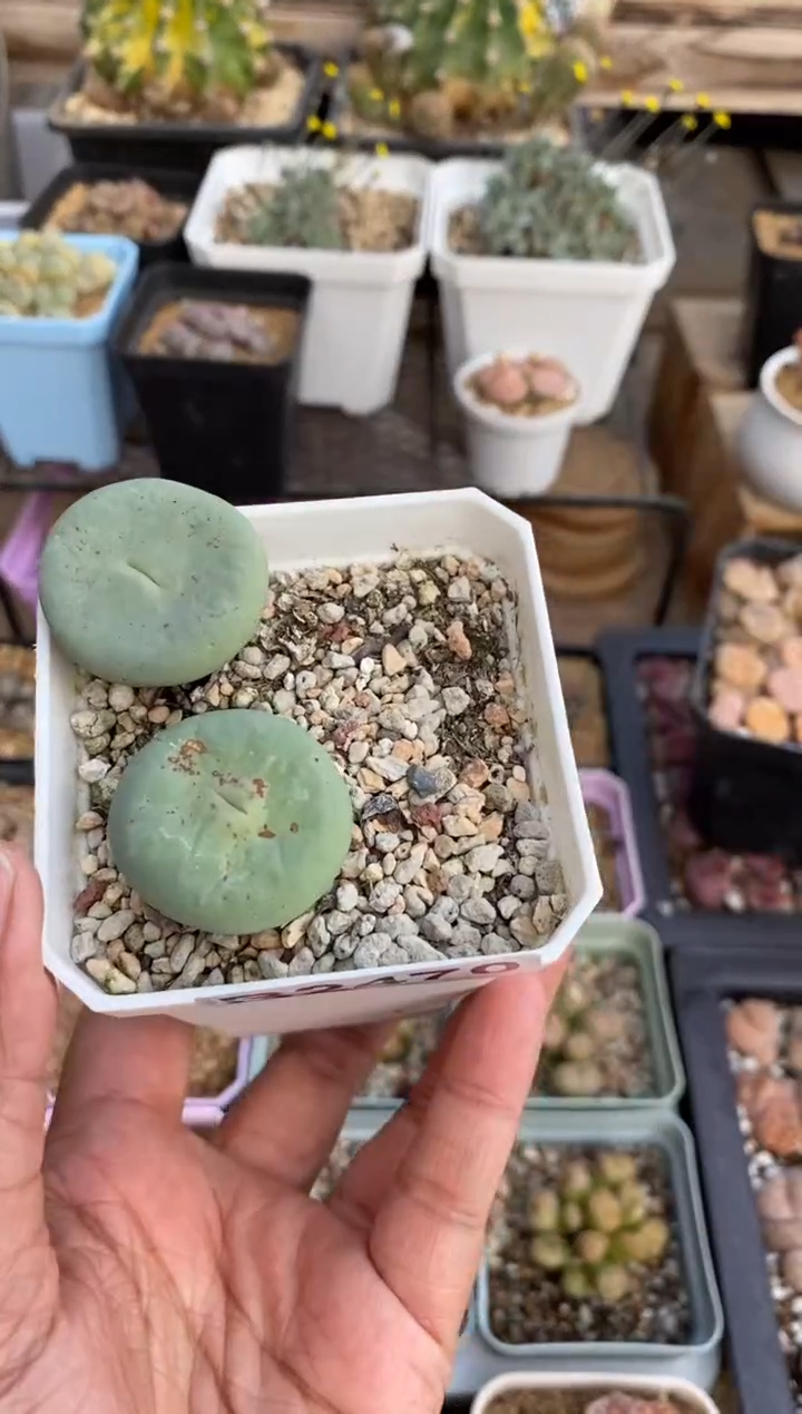 【闪购商品】2470直播一物一拍