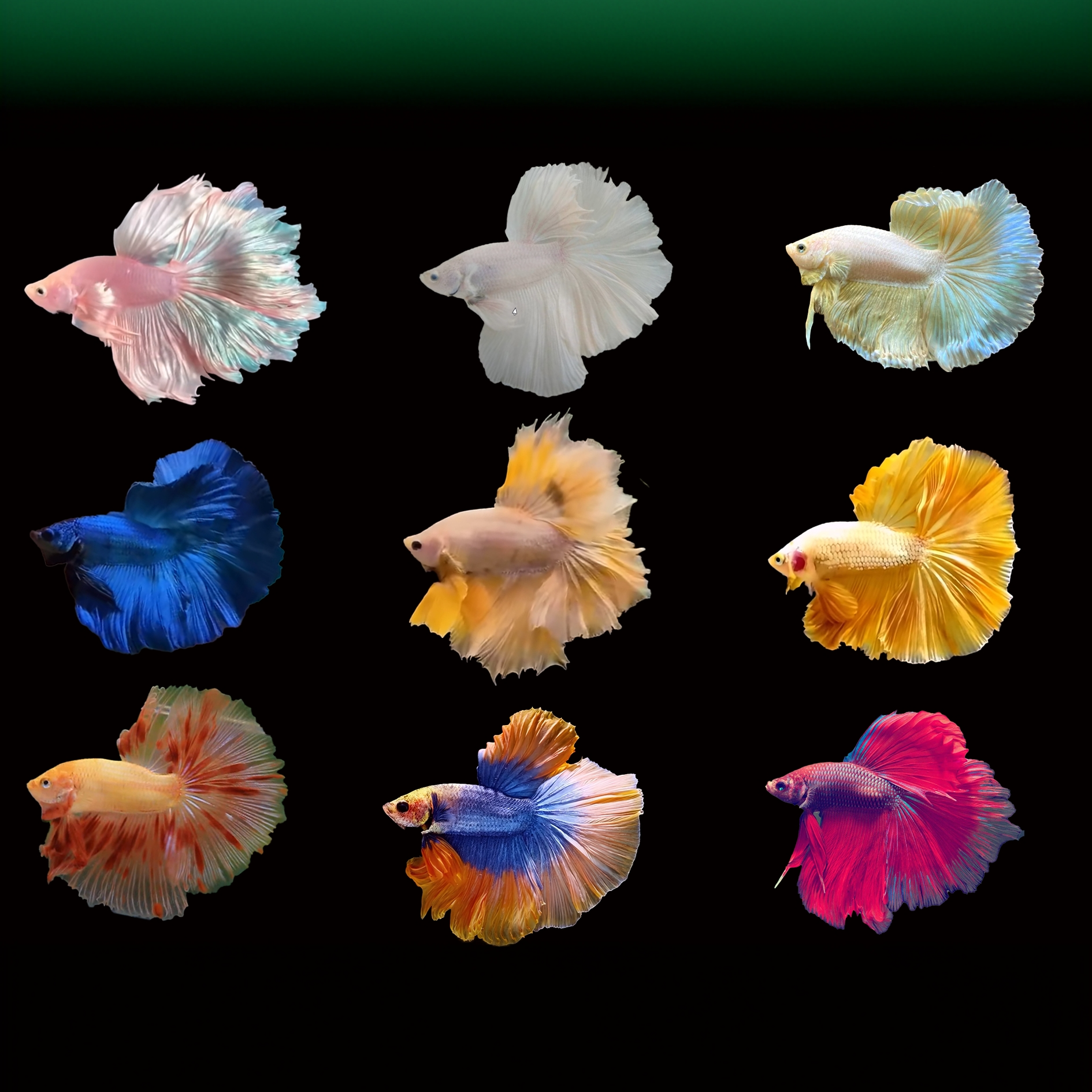 直播选鱼(81-100)泰国斗鱼小型热带观赏鱼