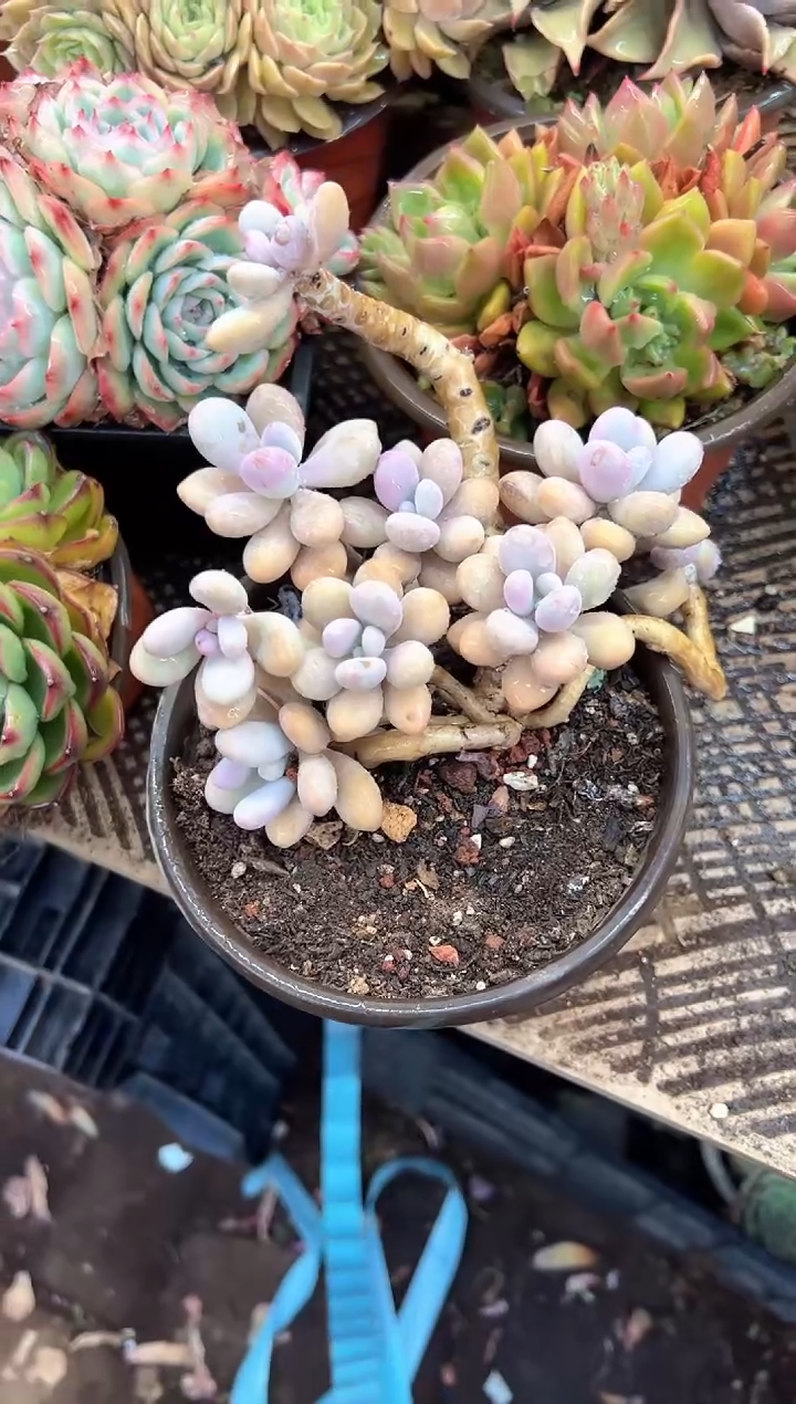 m****s多肉植物一物一拍23429