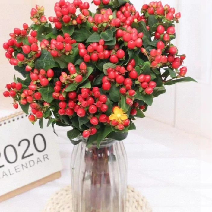 1单【顺丰】包邮[火龙珠]红豆  相思豆 红豆生南国 此物最相思