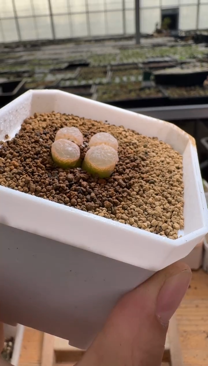 【闪购商品】1/22-188