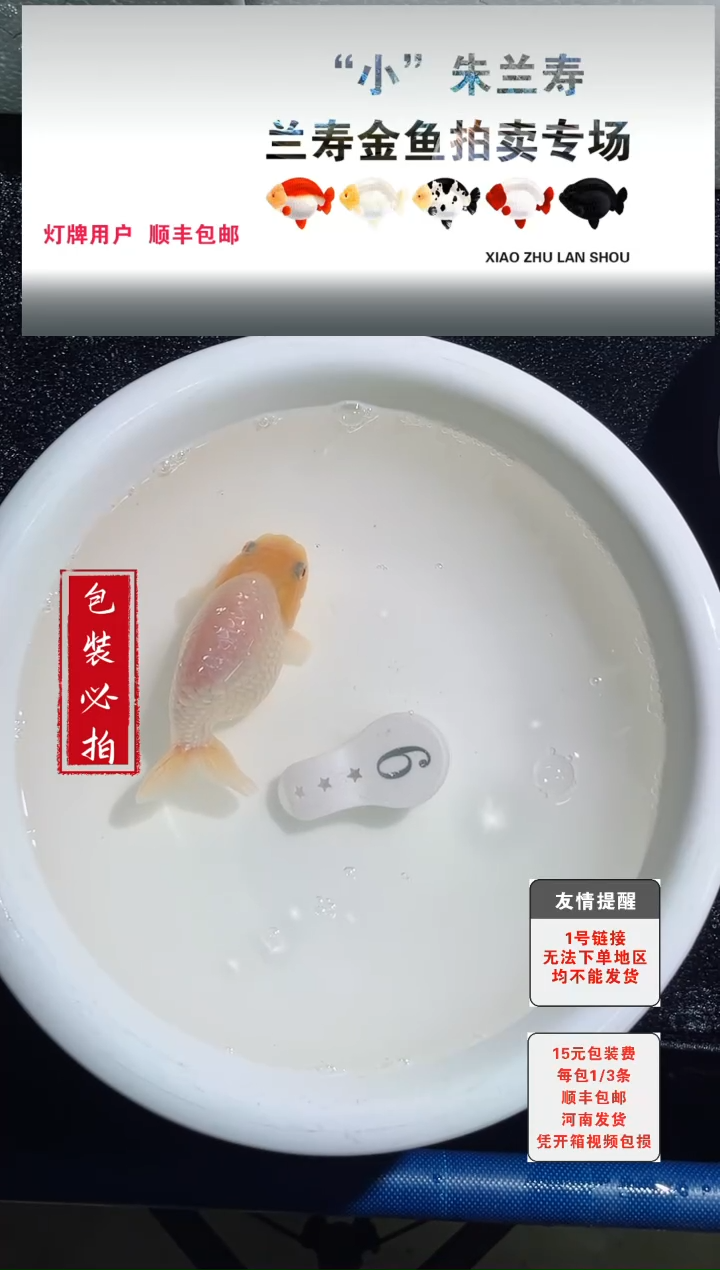 金鱼没拍包装顺丰到付1~3条每包6号