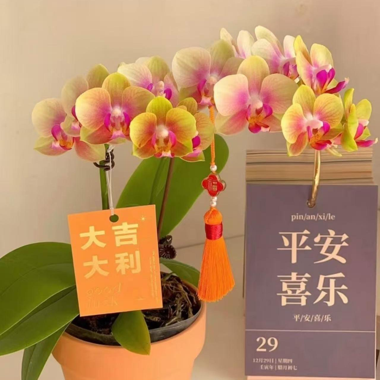 贵族品种带香味 4个花剑【小桔子】蝴蝶兰蜡质花花期7-9个月