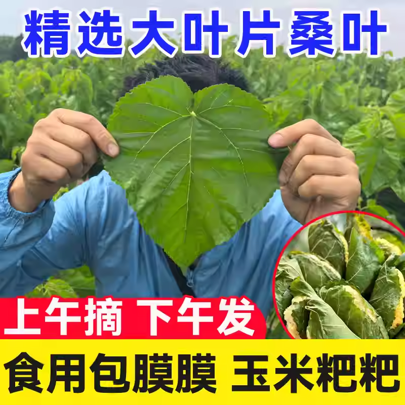【食用大叶片桑叶】新鲜现摘精选大片桑树叶包包谷膜膜玉米粑粑