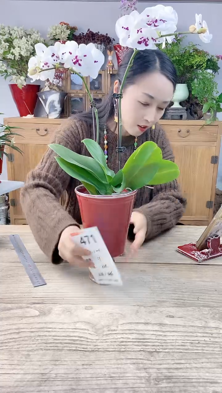 小玩子花盆直播号471