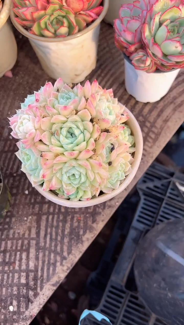 ￴****啦多肉植物一物一拍22336