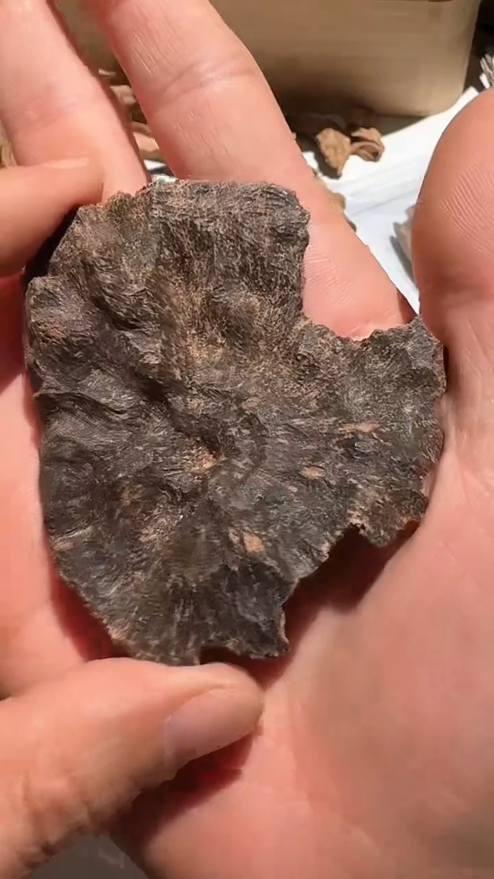 【闪购商品】沉香手把件海南料5.9g