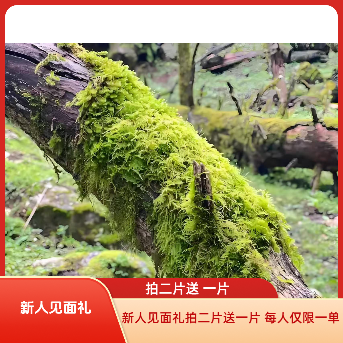 鲜活苔藓藓短绒 新人见面礼拍一片送一片每人仅限一单