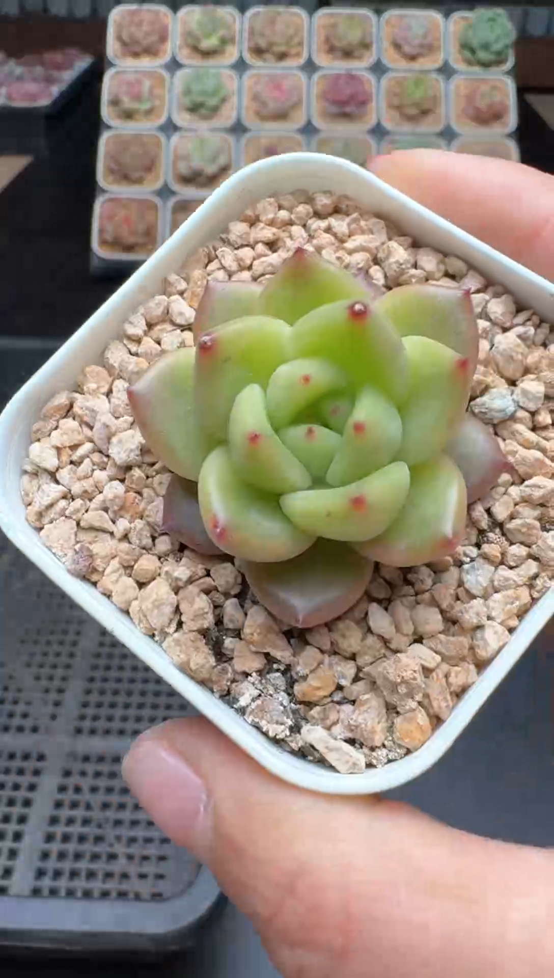 【闪购商品】492号 珍妮杂交多肉 花卉植物