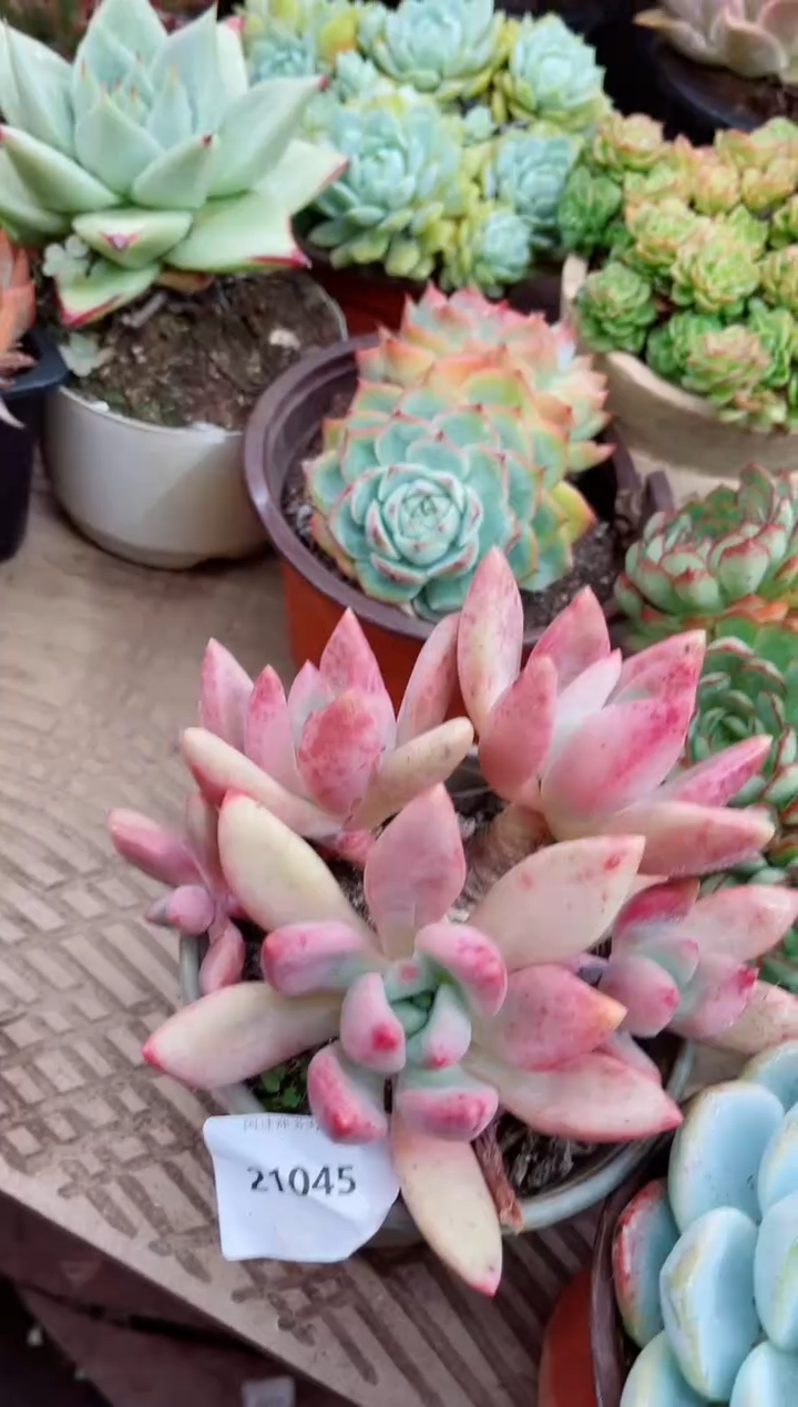 不****！21044多肉植物一物一拍