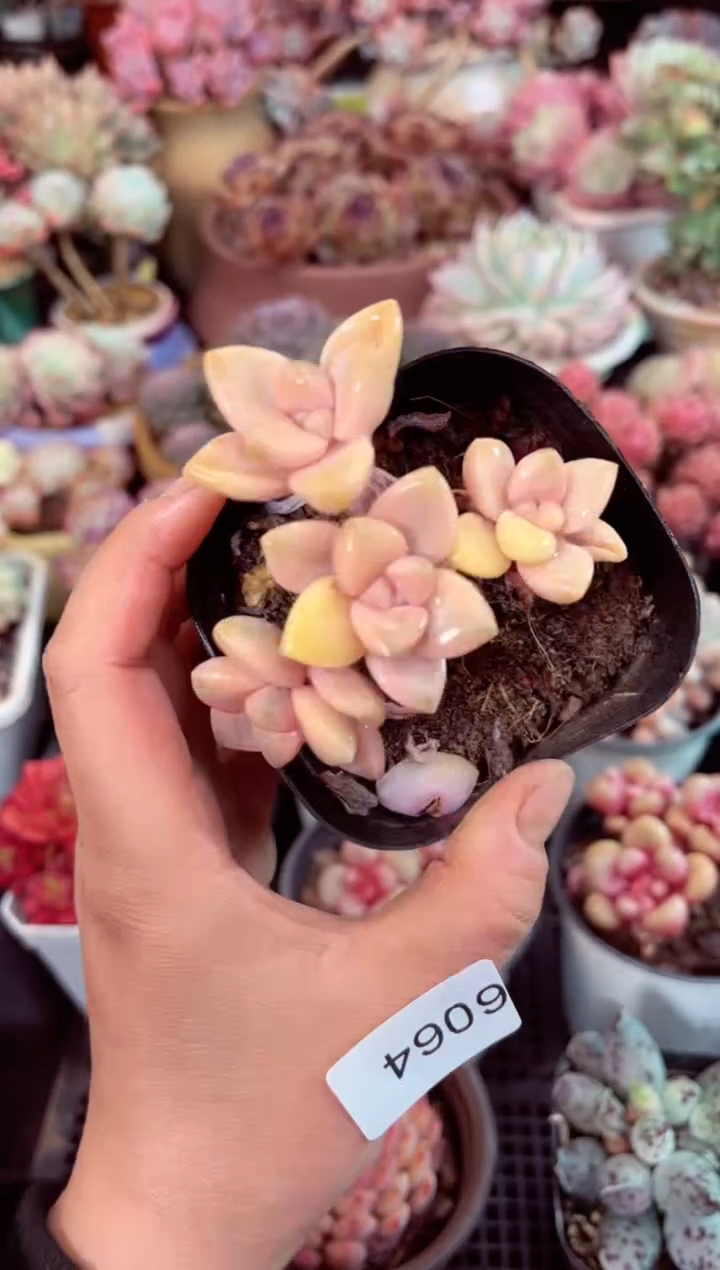 【闪购商品】6064美杏锦多肉