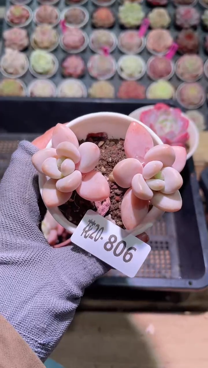 【闪购商品】20-806洛神