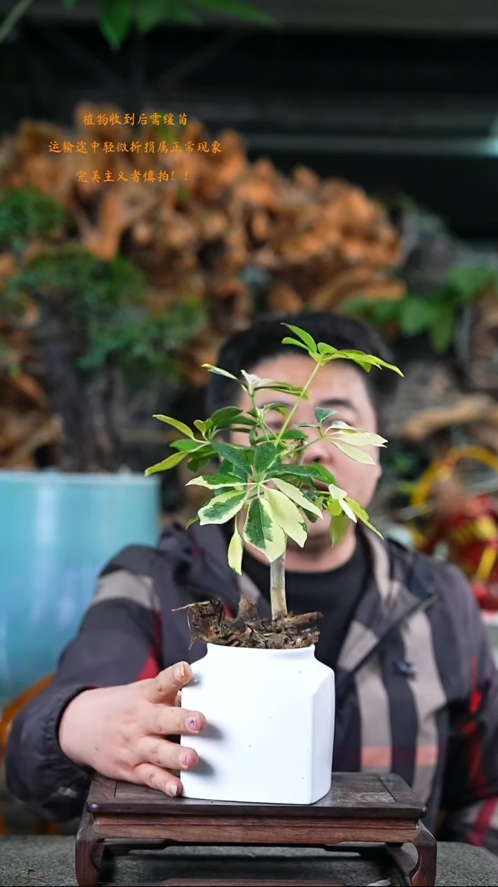 完全开放鸭掌木046+