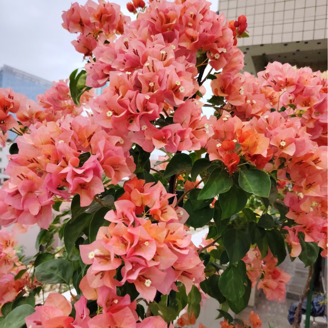 【暗斑日落】三角梅喜光易养护庭院花卉观赏原盆土根系好