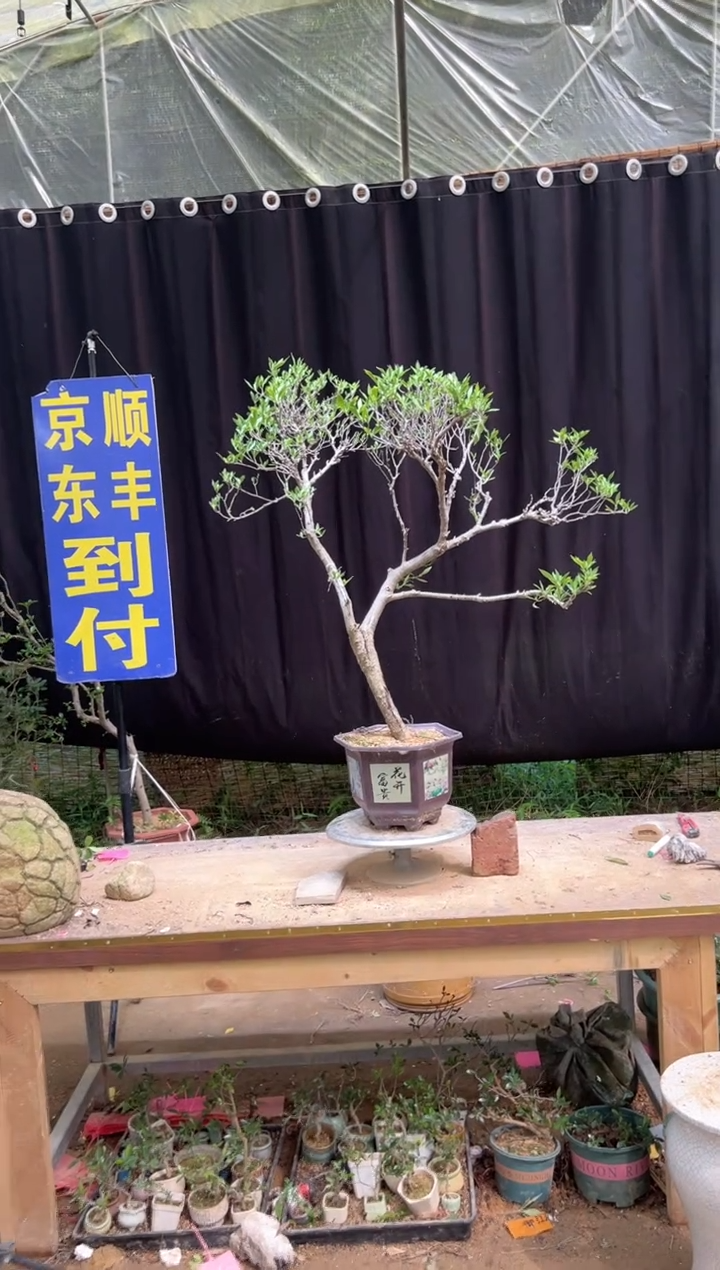 当前无花朵，栽培后可花朵崔*帅海岛栀子花