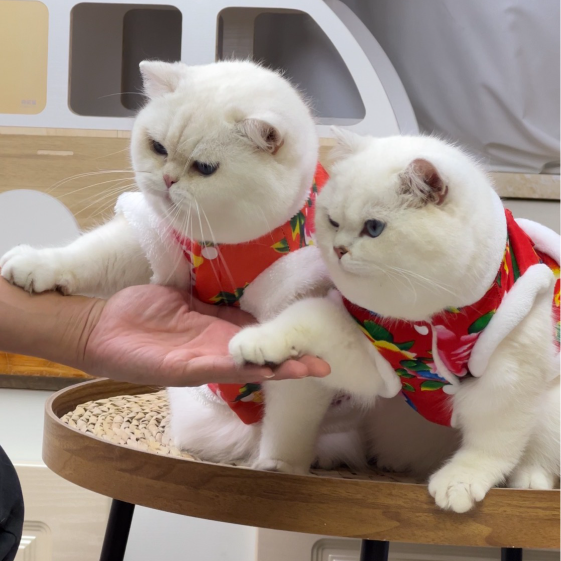 双血统重点色英短赛级猫舍繁育