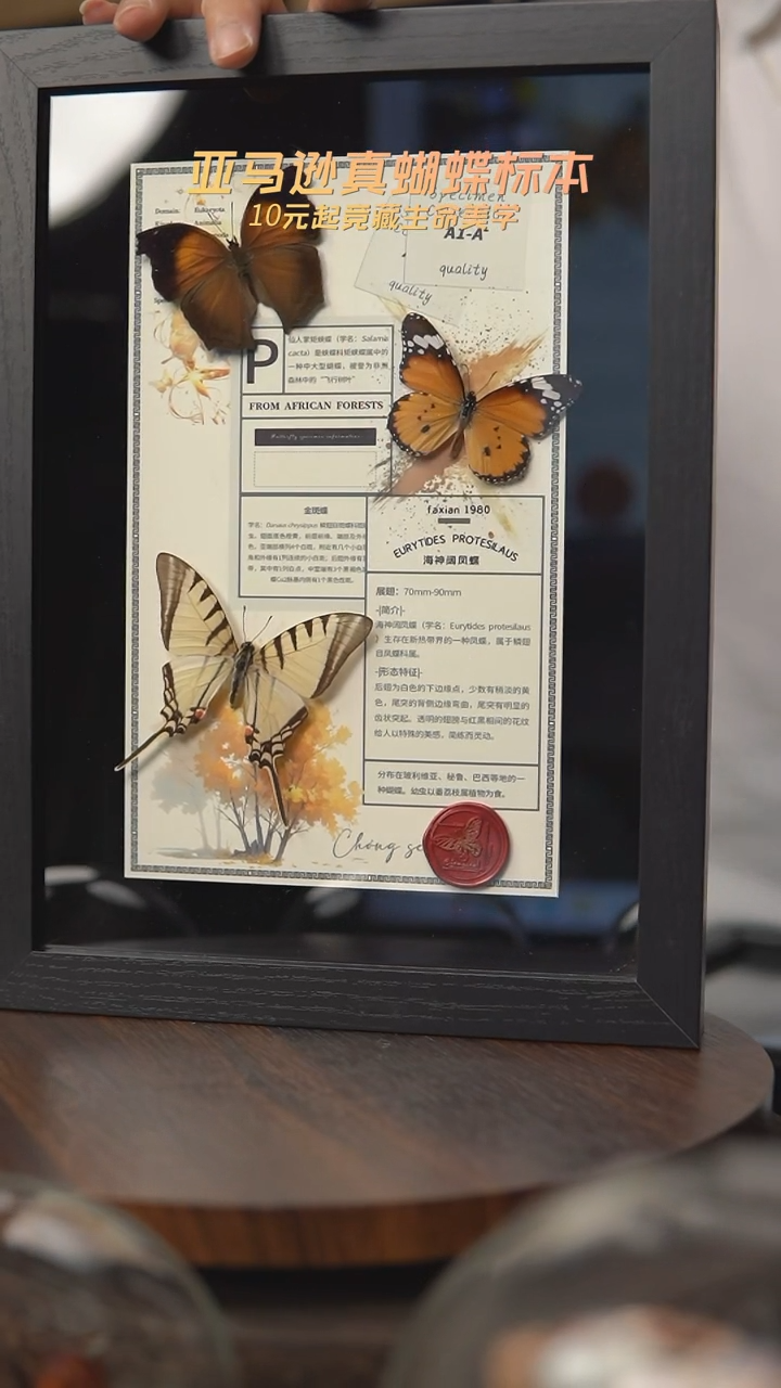 仙人掌蛱蝶+金斑蝶+海神阔凤蝶组合