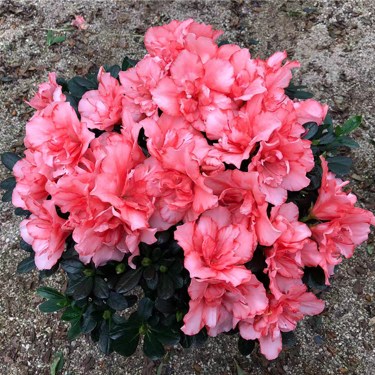 樱桃红杜鹃花单颗原生苗带花苞 重瓣花朵盆景