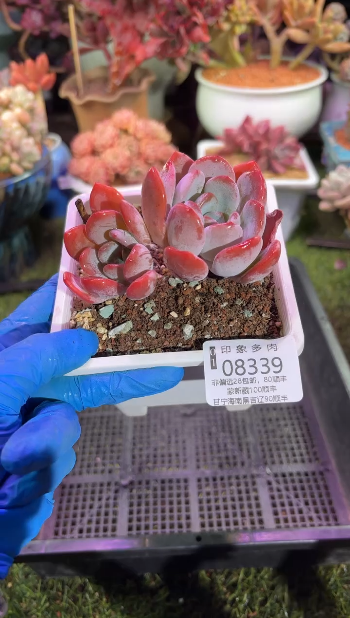 【闪购商品】08339