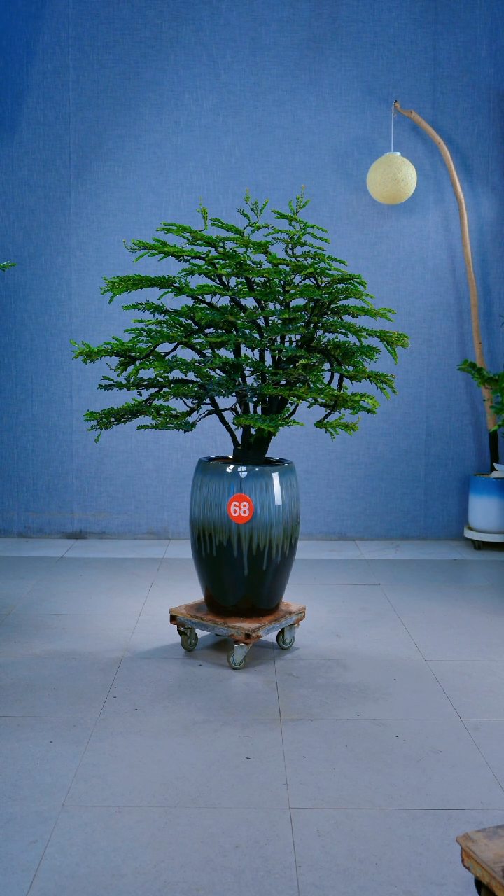 无花朵石*68号盆链接