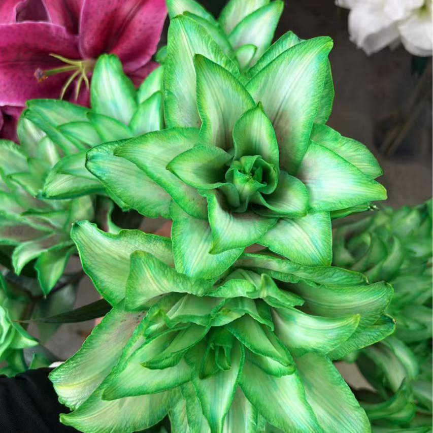 【春日限定】【翡翠】重瓣百合 栀子柠檬清香 小清新叶子 绿色吸色