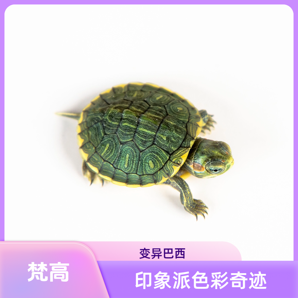 珍惜梵高变异品种 星空灵感巴西龟