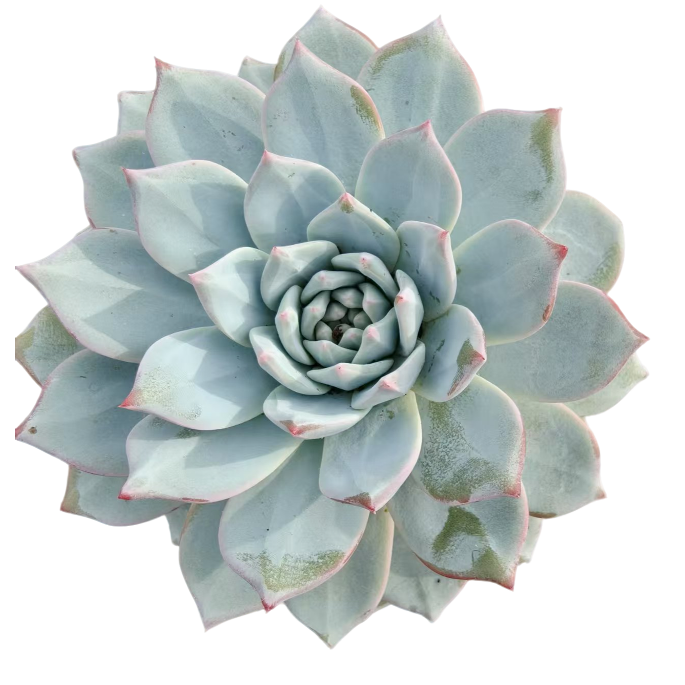 单头粉蓝鸟【满19包邮】