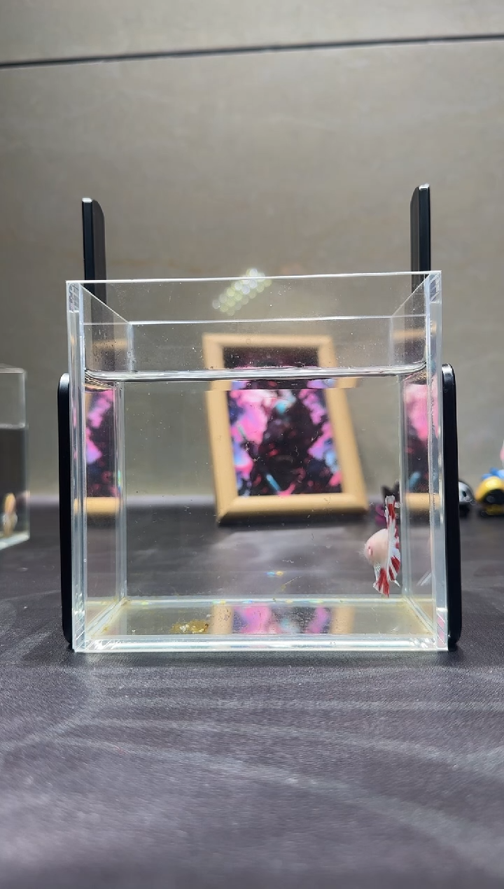 斗鱼血斑将军koi'