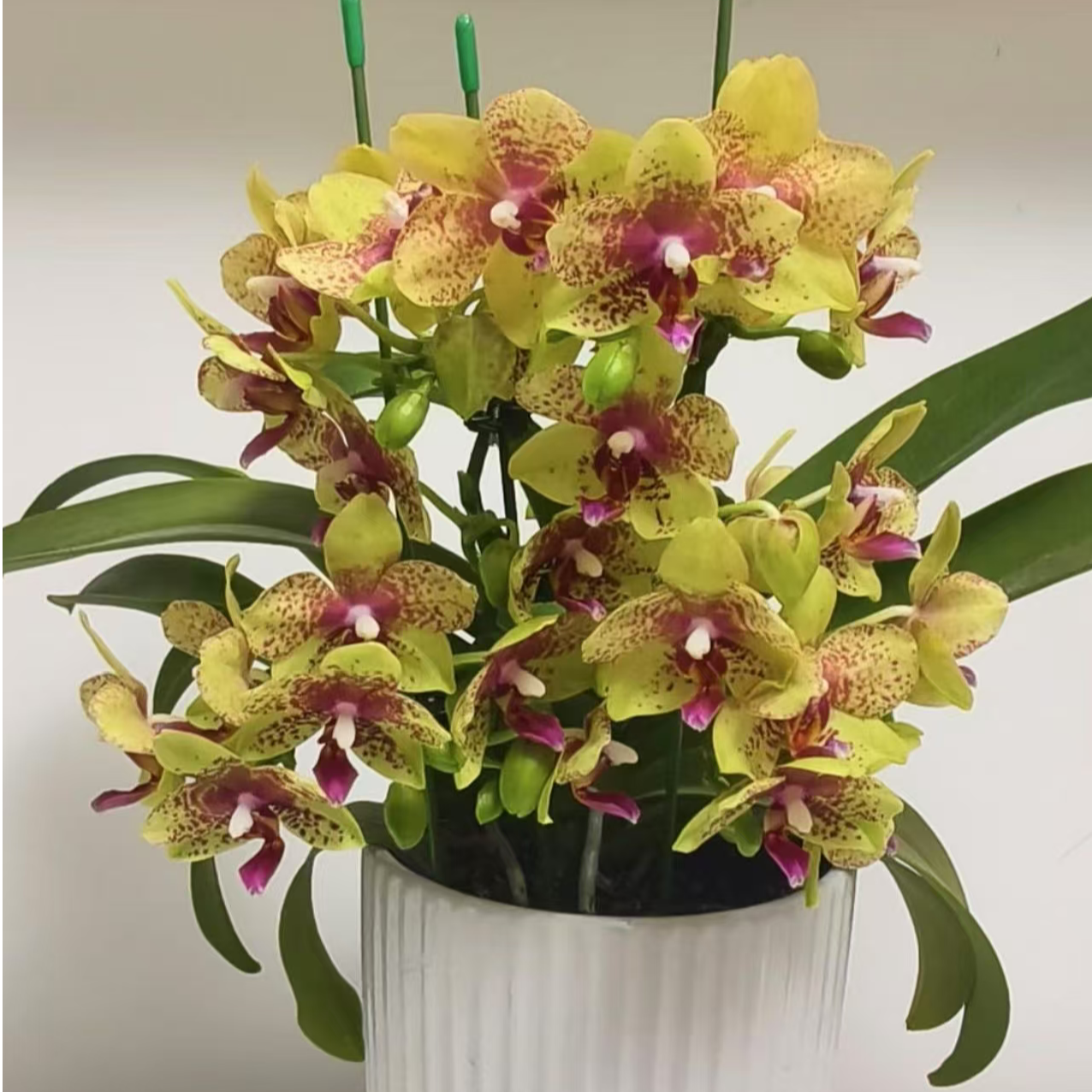 小众高货 趣味蝶 2个花剑【格罗塞托】蜡质花蝴蝶兰花期超长