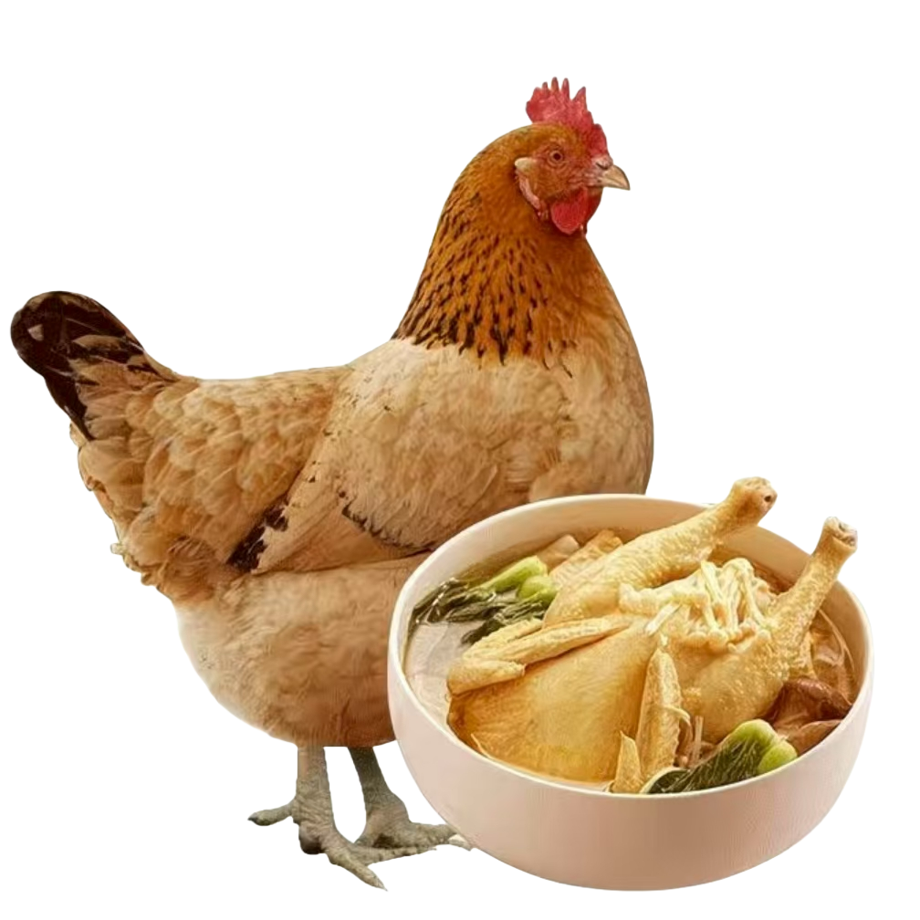单只2斤正宗散养 苏禽绿壳土鸡 整鸡肉质鲜美包邮到家