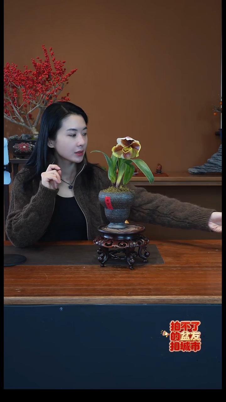 全部花朵s****J红肉饼盆景盆景