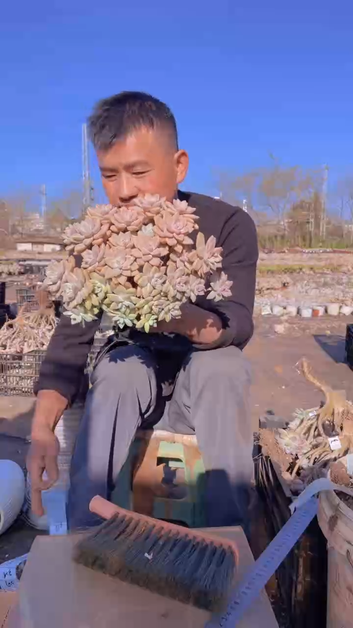 317淡雪缀化一物一拍