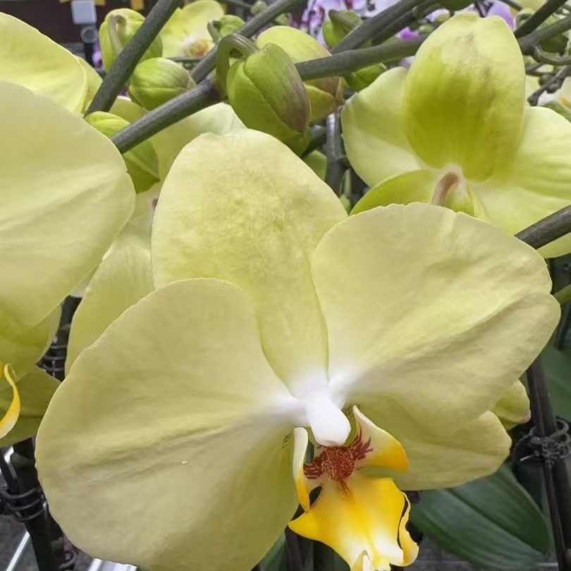 兰屿LYSLAND【神话】蝴蝶兰鲜花盆栽