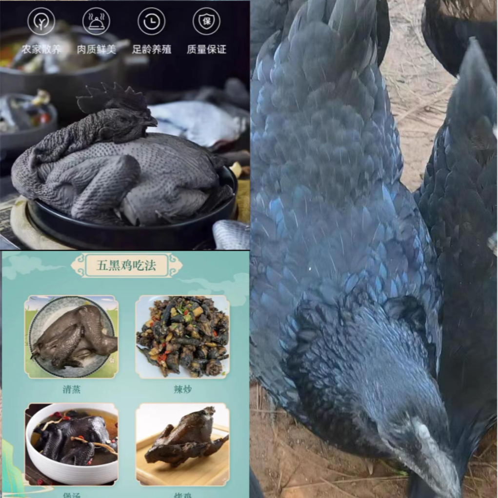 正宗纯种2.5斤左右山树林散养五黑整鸡乌骨肉质冰鲜顺丰冷链发货