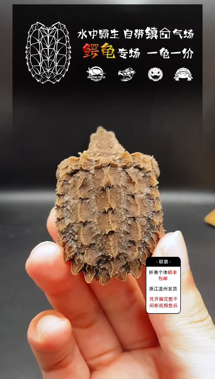 不分公母宠物龟背甲4-4/尾尖磨损