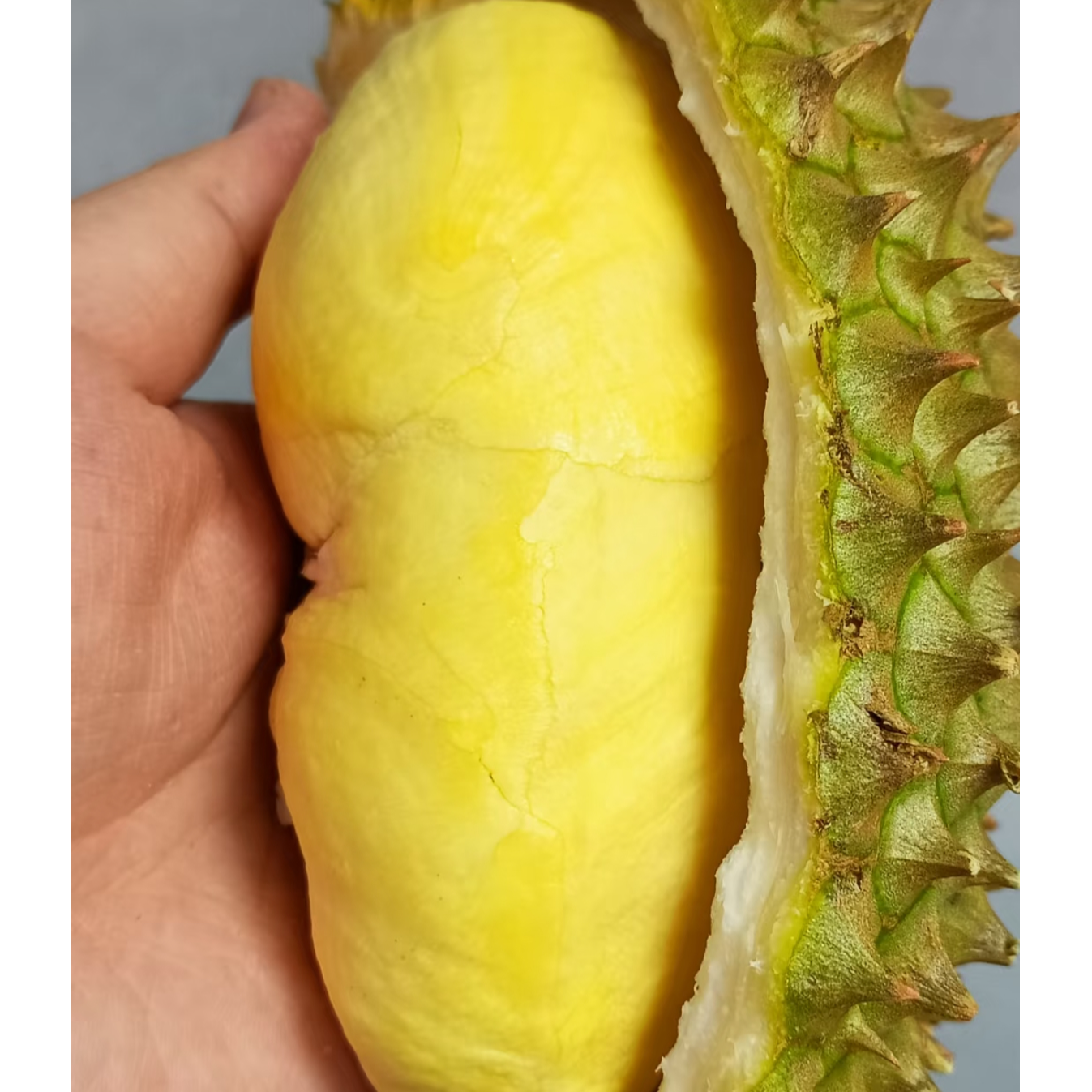 4号 泰国金枕榴莲新鲜榴莲果核小 一果一重金枕泰国