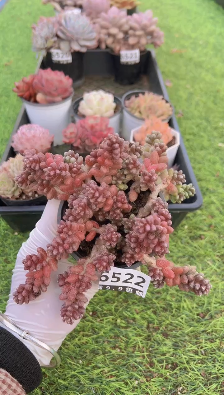 【闪购商品】信福多肉一物一拍