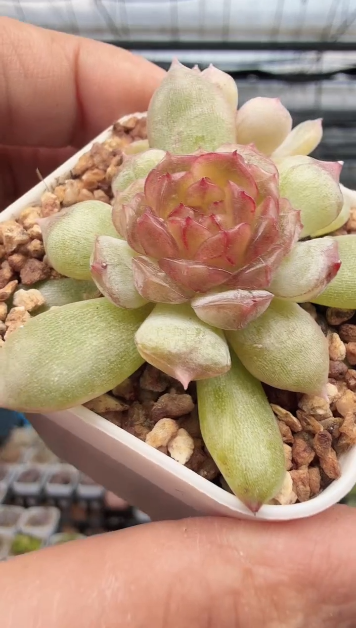 东云多肉园新款-201