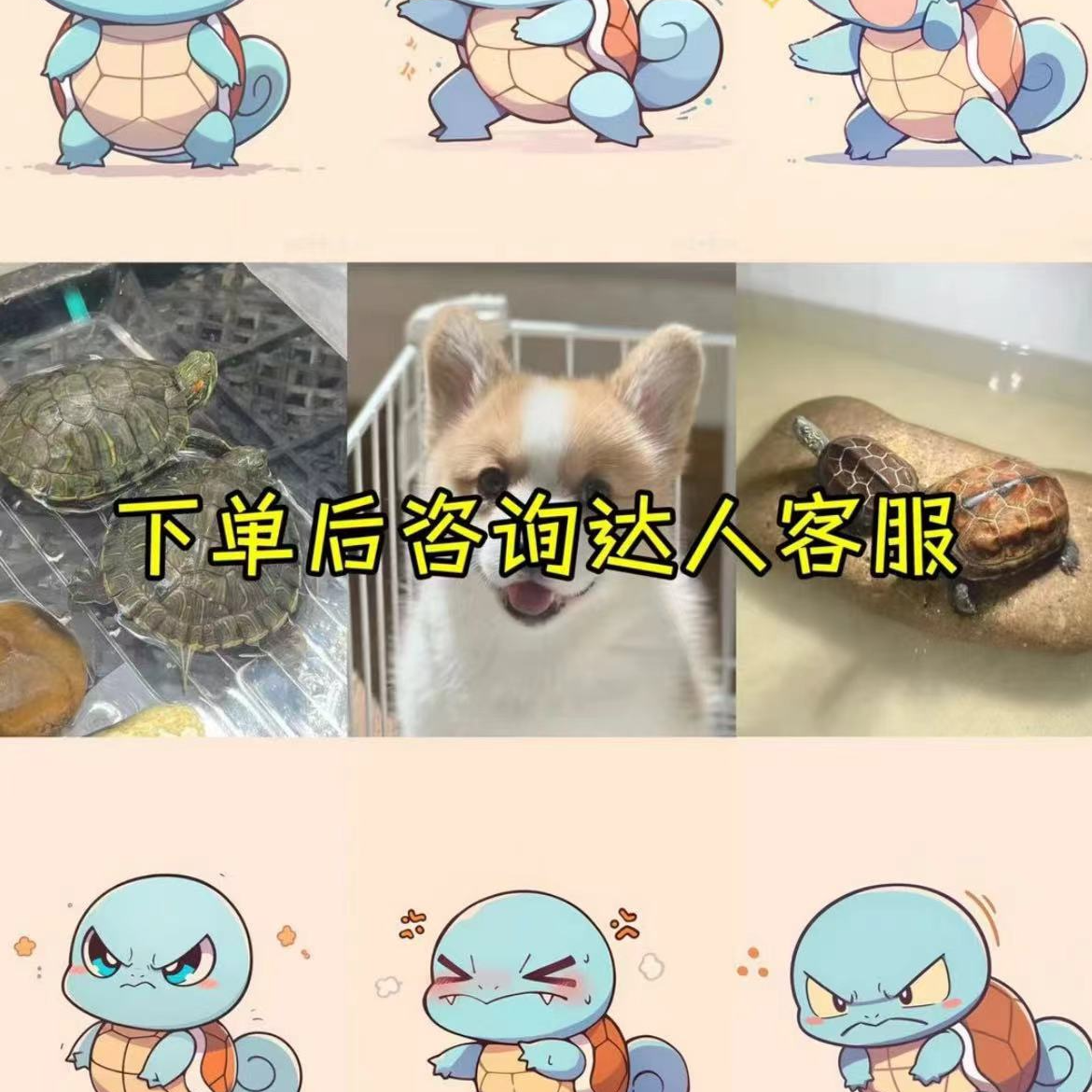 活体宠物专属链接