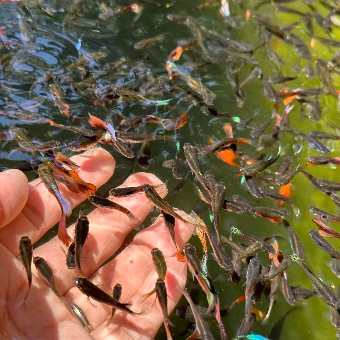 小型观赏鱼孔雀鱼凤尾鱼耐活好养淡水热带胎生灯科鱼