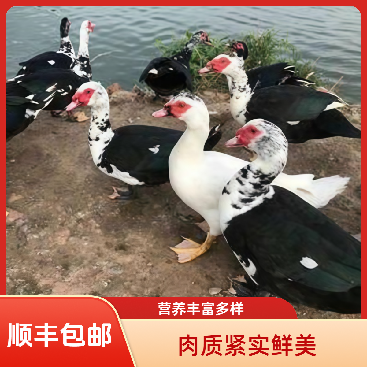 2只装 农家散养番鸭两只 净重约10斤 新鲜整鸭净膛无内脏顺丰包邮